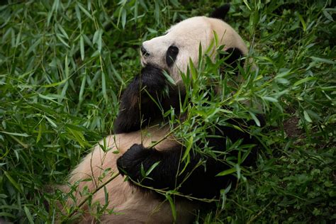 National Zoo’s Upgraded Panda Cams Go Online at。